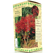 coffret botanique- erable du japon